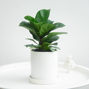 琴叶榕绿植室内客厅办公室桌面小盆栽大叶片盆景吸甲醛