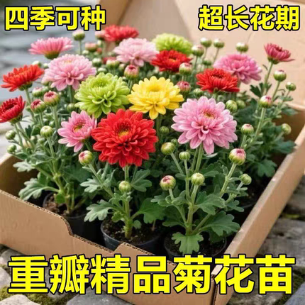 耐寒耐热菊花苗盆栽金丝菊九月大菊花室内外庭院花卉四季好养植物