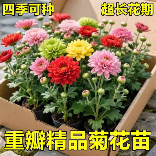 耐寒耐热菊花苗盆栽金丝菊九月大菊花室内外庭院花卉四季好养植物
