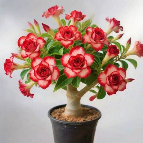 新品沙漠玫瑰盆栽老桩四季好养易活当年开花耐热植物花卉常年开花