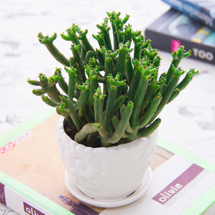 珊瑚棒多肉植物桌面盆栽绿玉树光棍树净化空气办公室内仙人掌花卉