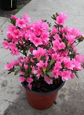 安酷杜鹃花盆栽花卉植物室内阳台庭院好养活常年开花重瓣耐寒绿植