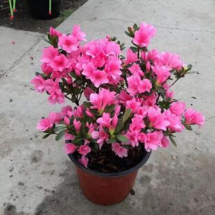 安酷杜鹃花盆栽花卉植物室内阳台庭院好养活常年开花重瓣耐寒绿植