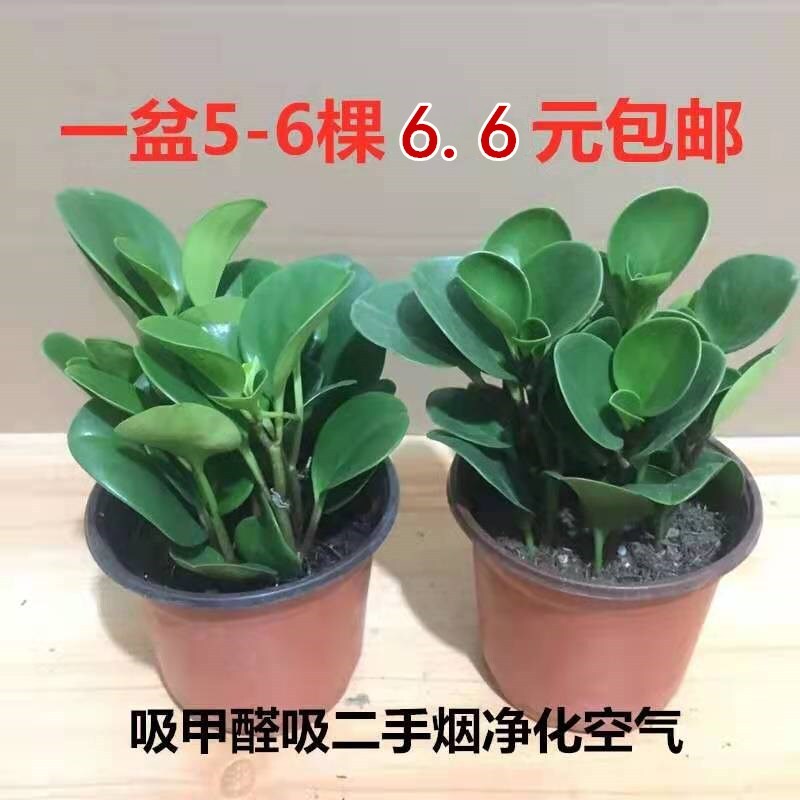 豆瓣绿植物吸甲醛二手烟室内客厅桌面小盆栽绿植碧玉小苗水培植物图片