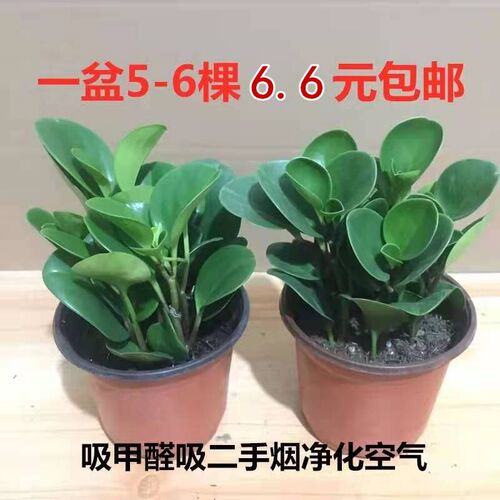 豆瓣绿植物吸甲醛二手烟室内客厅桌面小盆栽绿植碧玉小苗水培植物