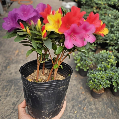 四季杜鹃花小苗当年开花重瓣室内外阳台绿植花卉盆栽好养活花卉