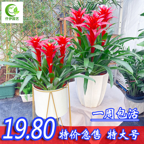 鸿运当头带花四季开花室内好养