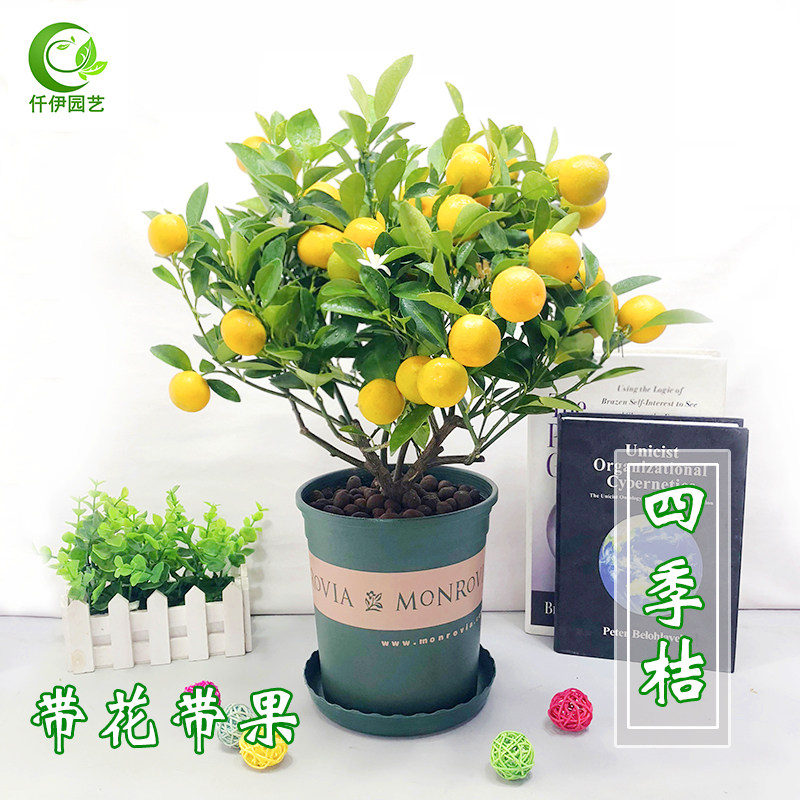 四季桔盆栽带果年桔盆景金桔橘子树苗客厅室内阳台年宵花卉吸甲醛,鲜花速递/花卉仿真/绿植园艺,绿植,淘宝优惠券,粉丝福利购,淘宝优惠卷