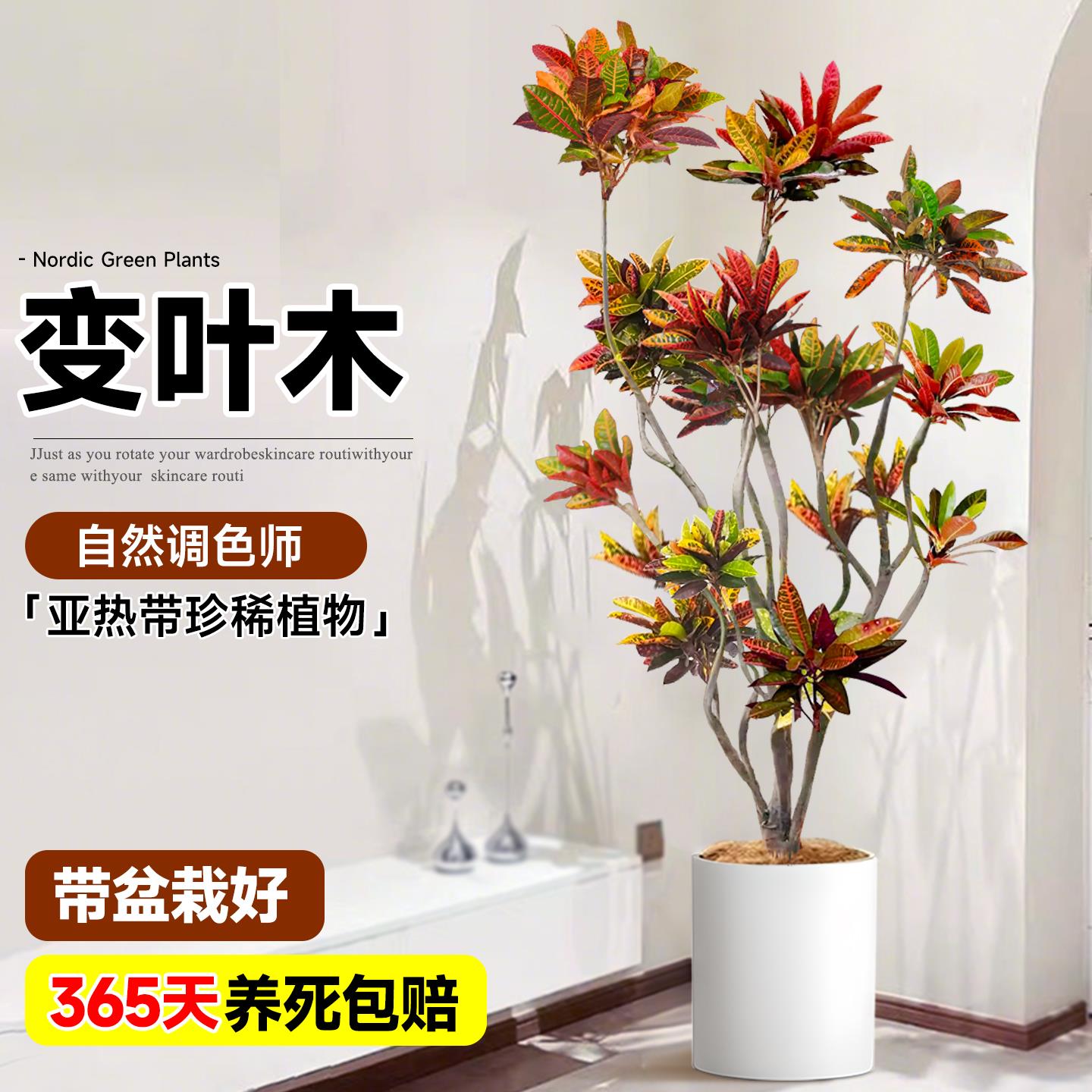 大型绿植室内变色木盆栽客