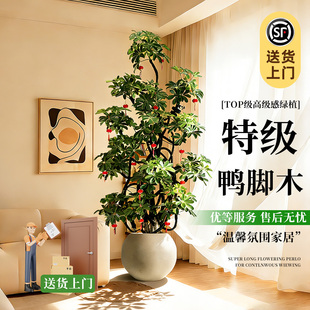 造型鸭脚木客厅高级感绿植大盆栽室内大型植物鸭掌木好养轻奢落地