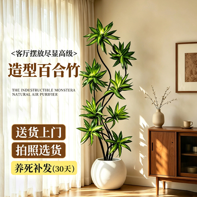 造型百合竹室内绿植好养高级感