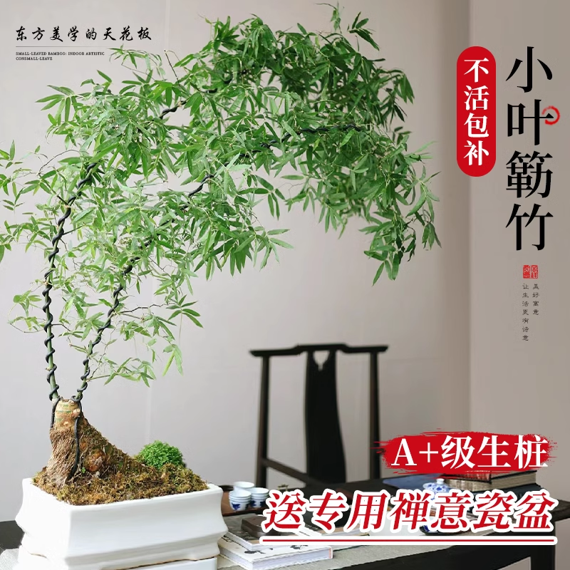 小叶簕竹老桩盆栽室内竹子盆景成品勒竹生桩办公桌禅意绿植物熟桩