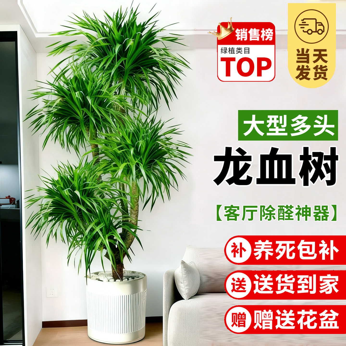 龙血树客厅植物盆栽绿植吸附甲醛