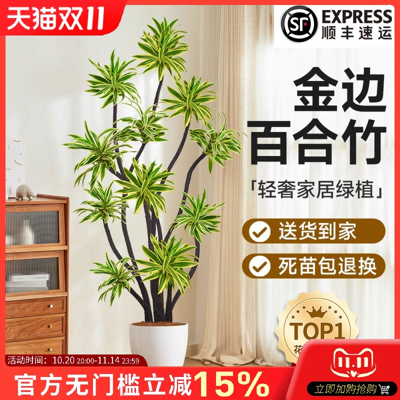 金边百合竹大型绿植客厅高