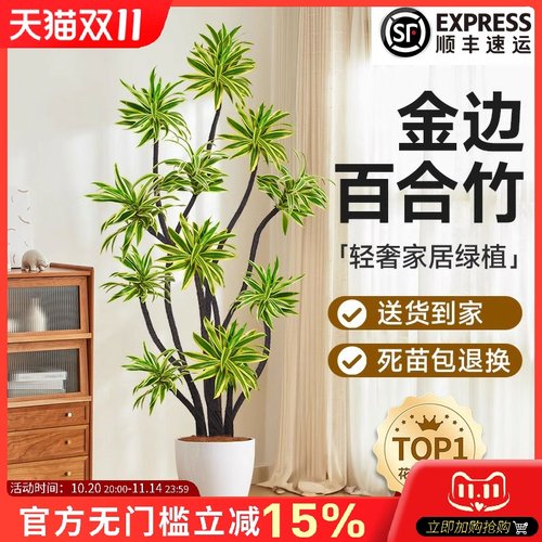 金边百合竹大型绿植客厅高