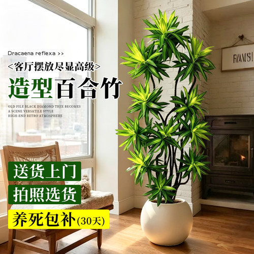 百合竹客厅绿植室内大型高级感