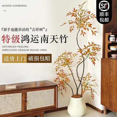 南天竹盆栽客厅绿植物高级