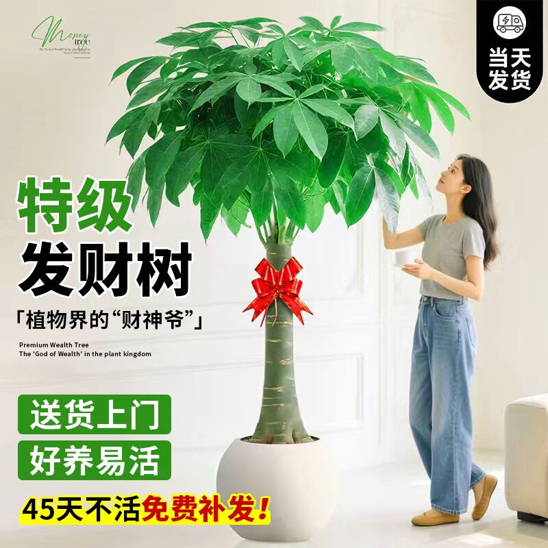 发财树客厅大盆栽办公室大型大棵绿植物适合室内摆放的树落地大号