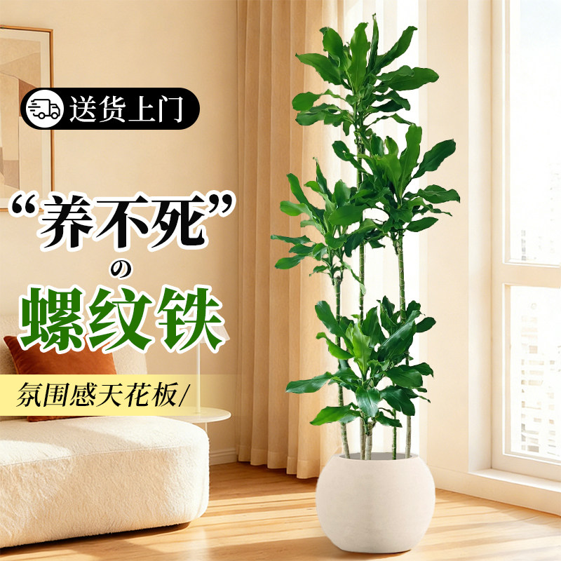 螺纹铁植物龙血树大盆栽客厅卧室办公室内大型落地绿植四季好养活,鲜花速递/花卉仿真/绿植园艺,大型绿植/成品组合盆栽,淘宝优惠券,粉丝福利购,淘宝优惠卷