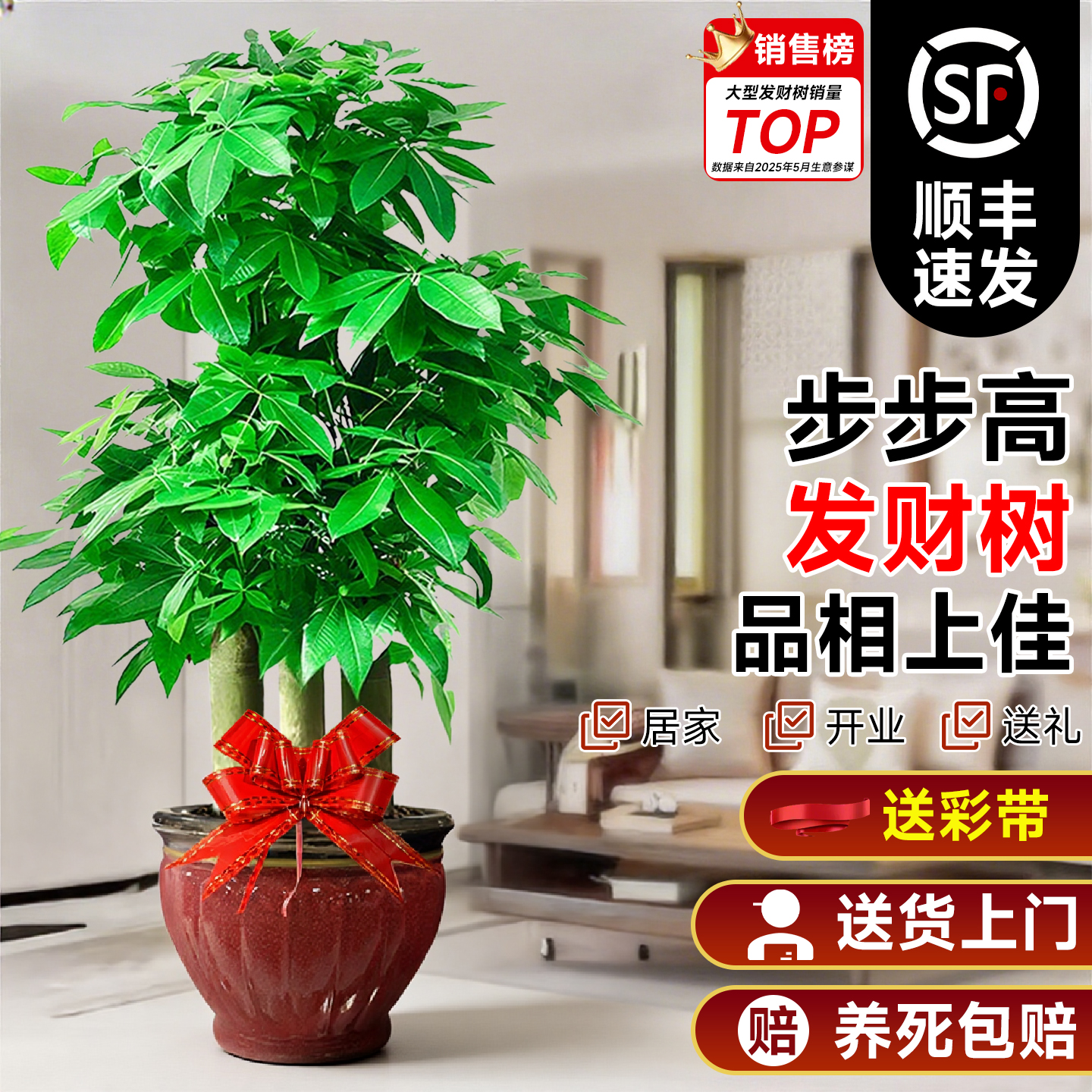 发财树客厅大盆栽绿植室内旺宅