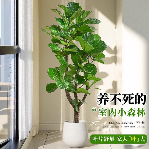 大琴叶榕客厅绿植物室内大号型好养老桩大叶鸭脚木盆栽落地办公室