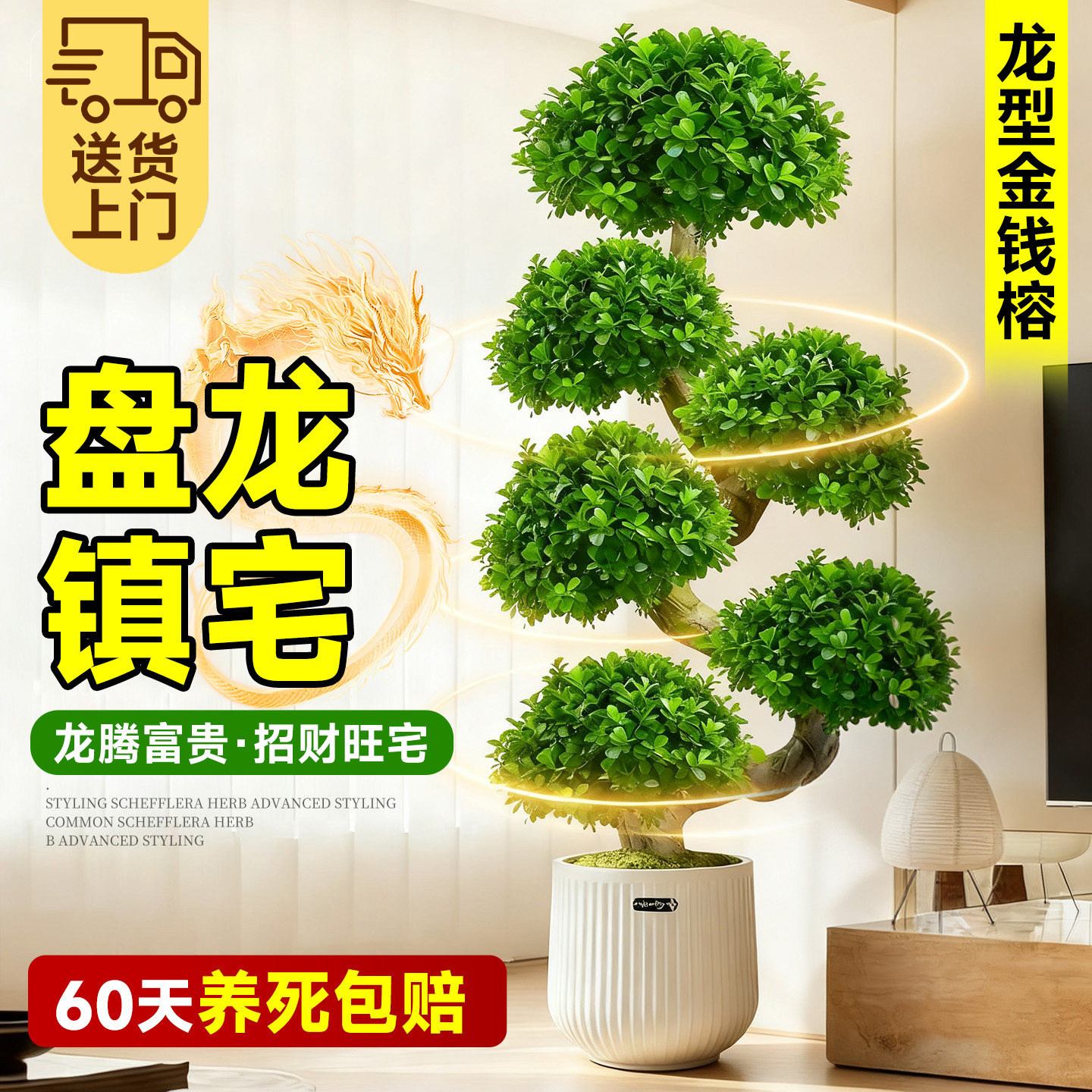 大型植物造型金钱榕客厅绿植大盆栽办公室内落地式旺宅树乔迁开业,鲜花速递/花卉仿真/绿植园艺,大型绿植/成品组合盆栽,淘宝优惠券,粉丝福利购,淘宝优惠卷