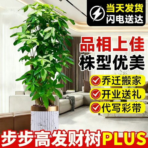 步步高发财树客厅盆栽大三杆