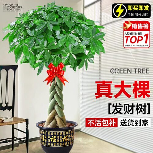 辫子发财树客厅盆栽大型室内绿植招财树办公室乔迁开 业落地植物