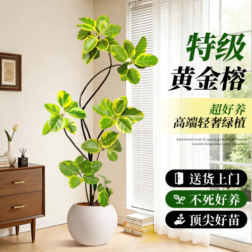 造型黄金榕可拍照选货客厅绿植