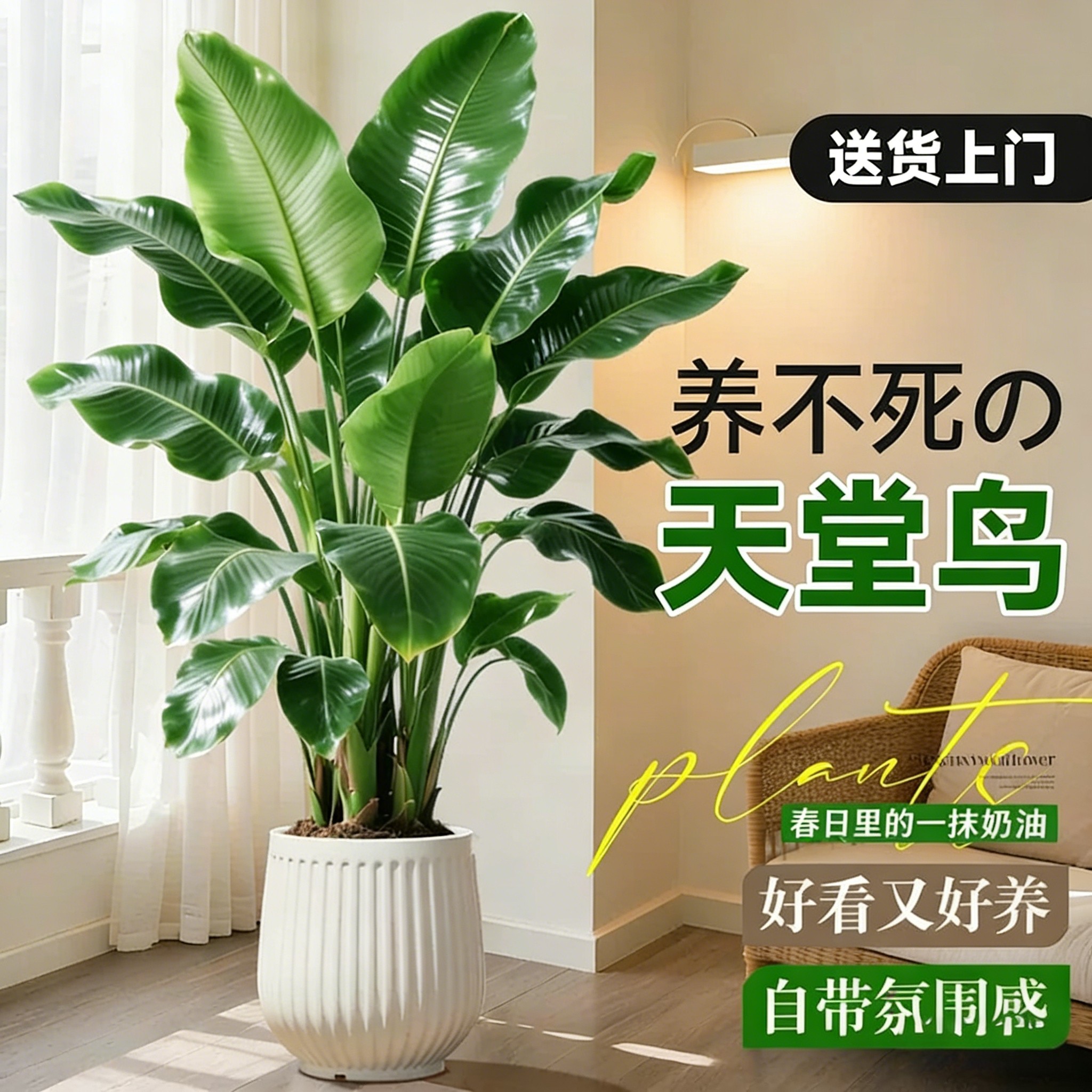 天堂鸟绿植盆栽室内大型客厅植物落地办公室鹤望兰四季好养活真树,鲜花速递/花卉仿真/绿植园艺,大型绿植/成品组合盆栽,淘宝优惠券,粉丝福利购,淘宝优惠卷