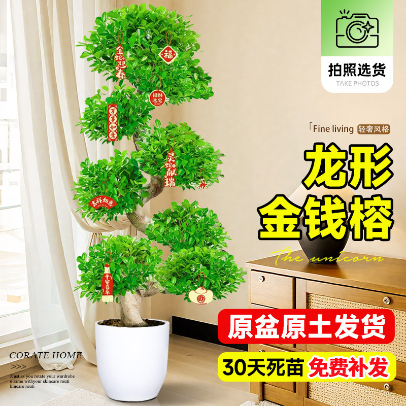 造型金钱榕盆栽榕树客厅绿植室内大型招财办公室高级感好养活植物,鲜花速递/花卉仿真/绿植园艺,大型绿植/成品组合盆栽,淘宝优惠券,粉丝福利购,淘宝优惠卷