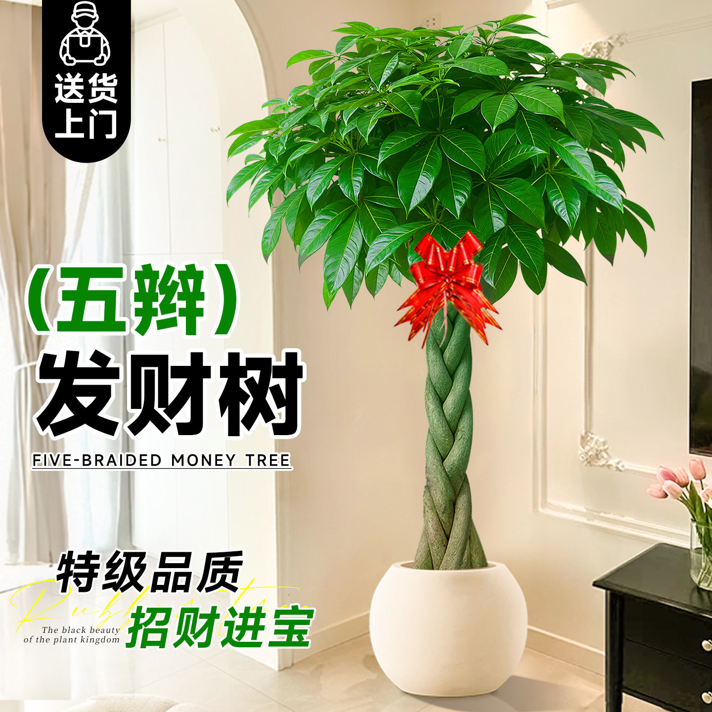 辫子发财树客厅大盆栽大型绿植招财树乔迁新居办公室开业送礼植物,鲜花速递/花卉仿真/绿植园艺,大型绿植/成品组合盆栽,淘宝优惠券,粉丝福利购,淘宝优惠卷