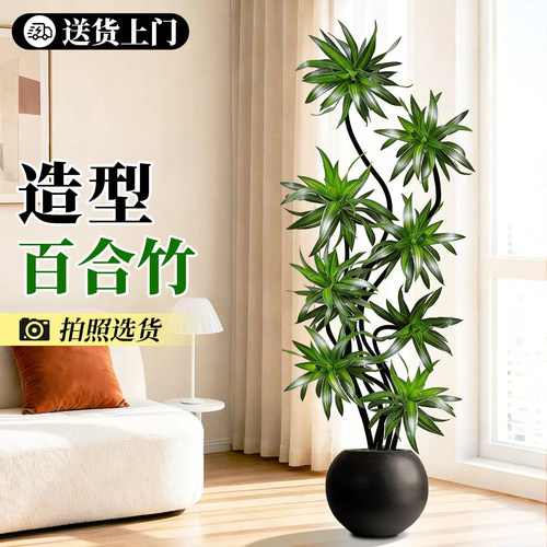 造型百合竹室内绿植好养高级感