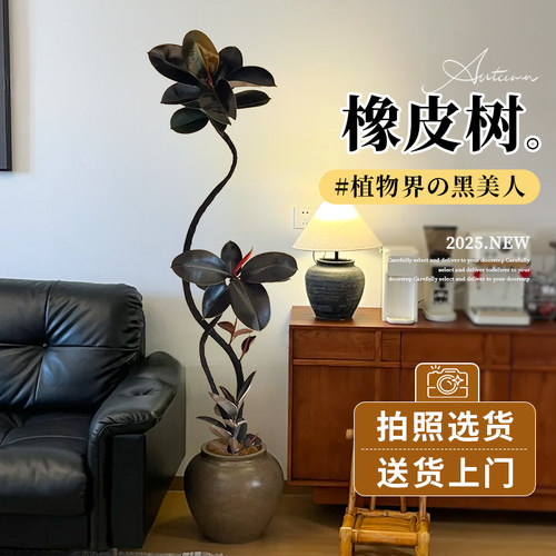 黑金刚橡皮树绿植高级感客