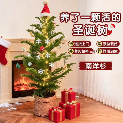 南洋杉圣诞树真树室内绿植好养