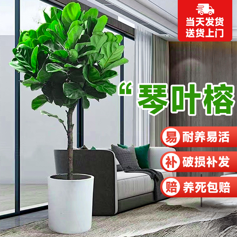 大琴叶榕客厅绿植物室内大号型好养老桩大叶鸭脚木盆栽落地办公室,鲜花速递/花卉仿真/绿植园艺,大型绿植/成品组合盆栽,淘宝优惠券,粉丝福利购,淘宝优惠卷