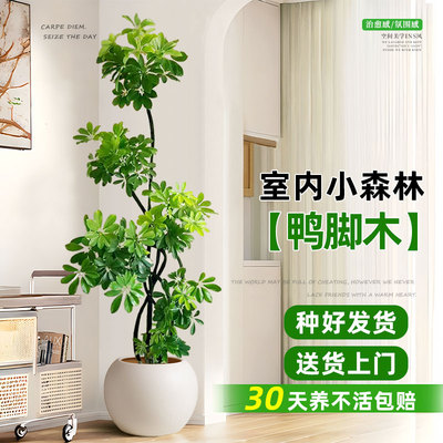 造型鸭脚木客厅大盆栽鸭掌木高级感室内大型盆栽四季常青真花绿植