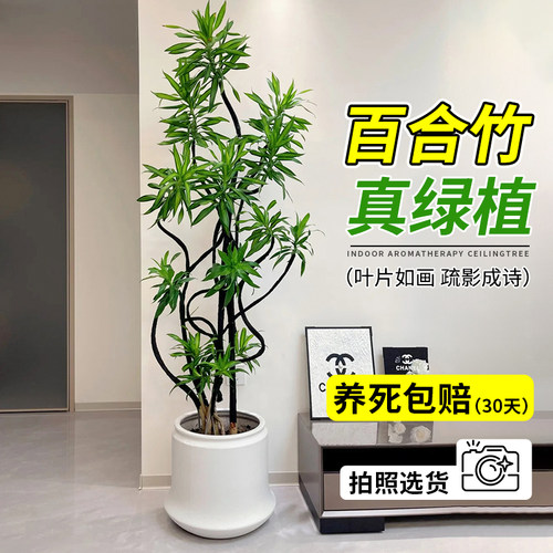 会摆造型的百合竹客厅绿枝高级感