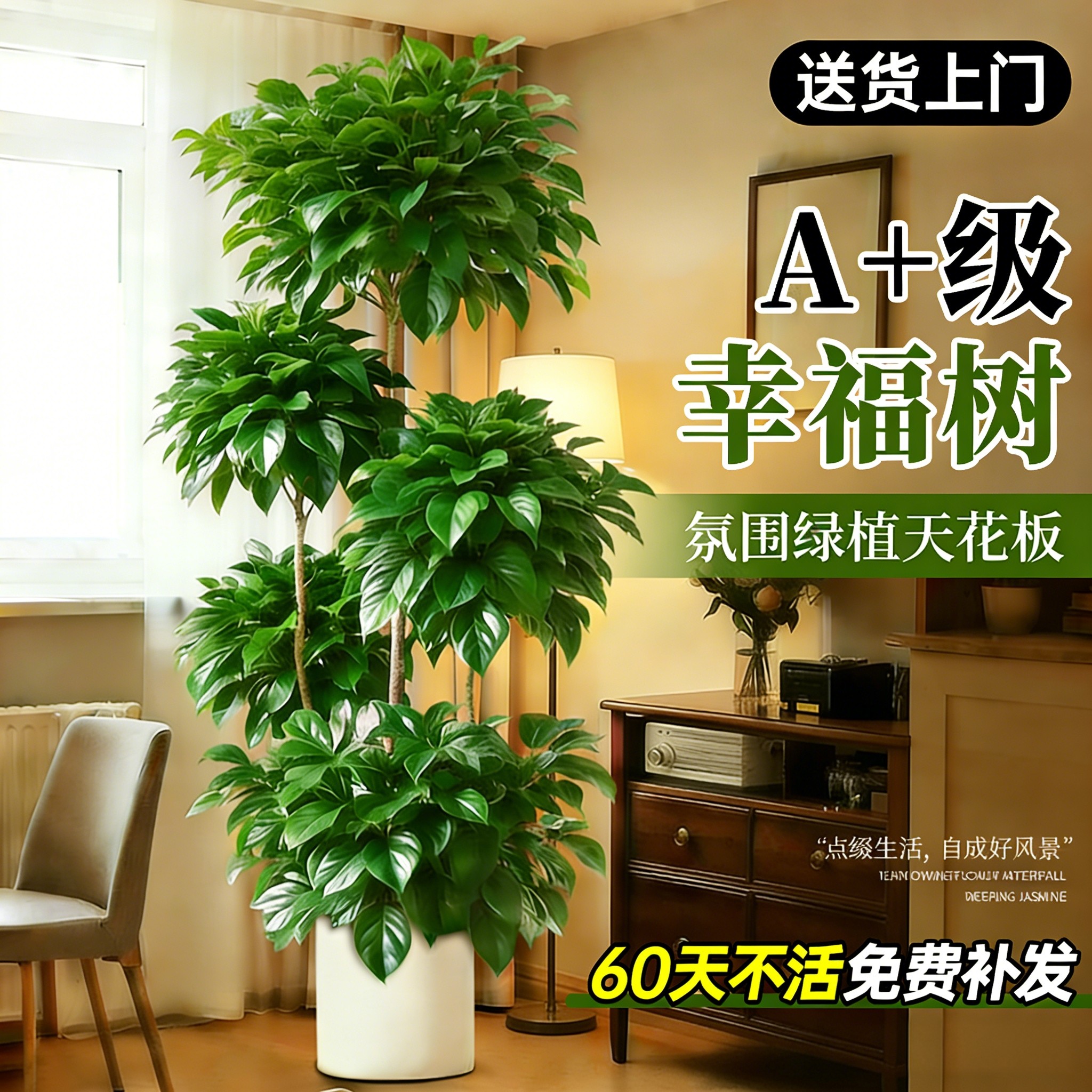 幸福树客厅大盆栽室内高级感客厅落地植物大型绿植盆景四季好养,鲜花速递/花卉仿真/绿植园艺,大型绿植/成品组合盆栽,淘宝优惠券,粉丝福利购,淘宝优惠卷