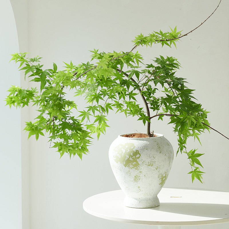 流泉枫盆栽绿植书房客厅室内植物