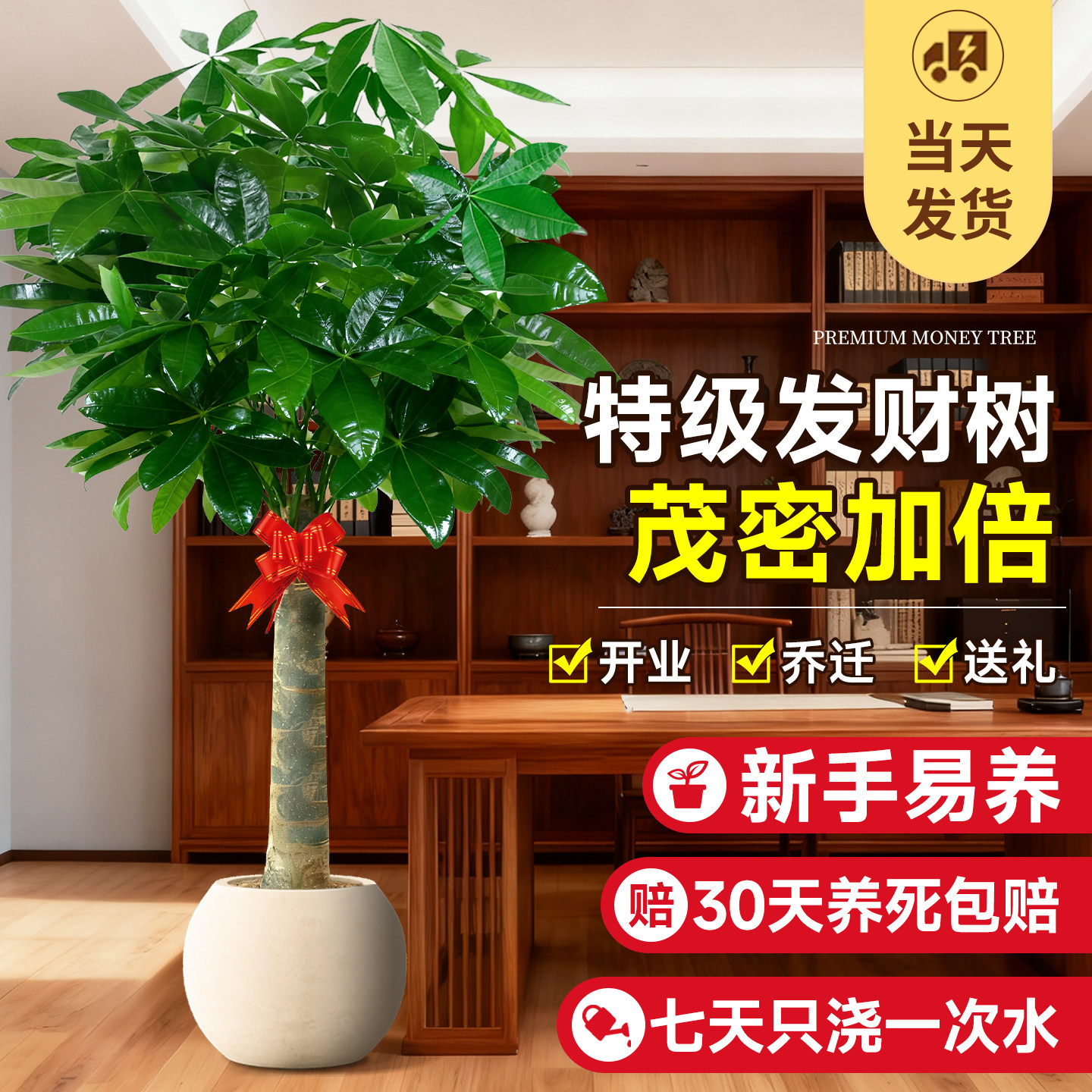 发财树客厅大盆栽老桩旺宅绿植