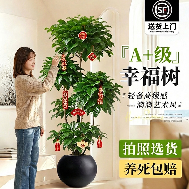 幸福树客厅大盆栽老桩植物客厅高级感室内落地大型绿植盆景好养活,鲜花速递/花卉仿真/绿植园艺,大型绿植/成品组合盆栽,淘宝优惠券,粉丝福利购,淘宝优惠卷