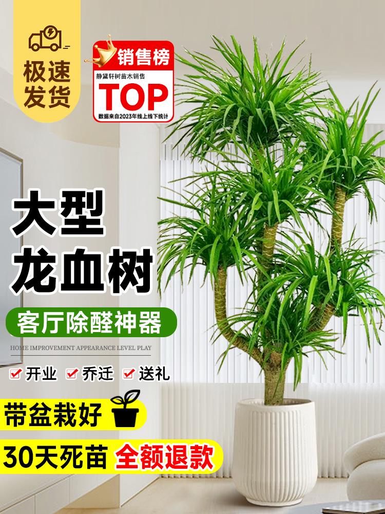 龙血树客厅盆栽多头龙须树绿植龙铁树客厅旺宅大型落地植物千年木