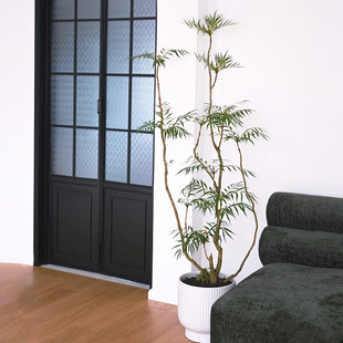 十大功劳树客厅绿植绿植高级感客厅盆栽办公室内大型植物真花好养