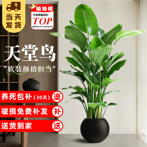 天堂鸟大型绿植大叶植物禄植好养