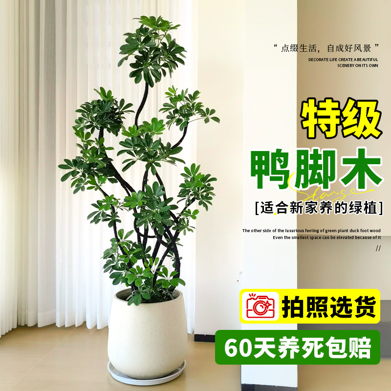 客厅绿植好养易活造型鸭脚木高级