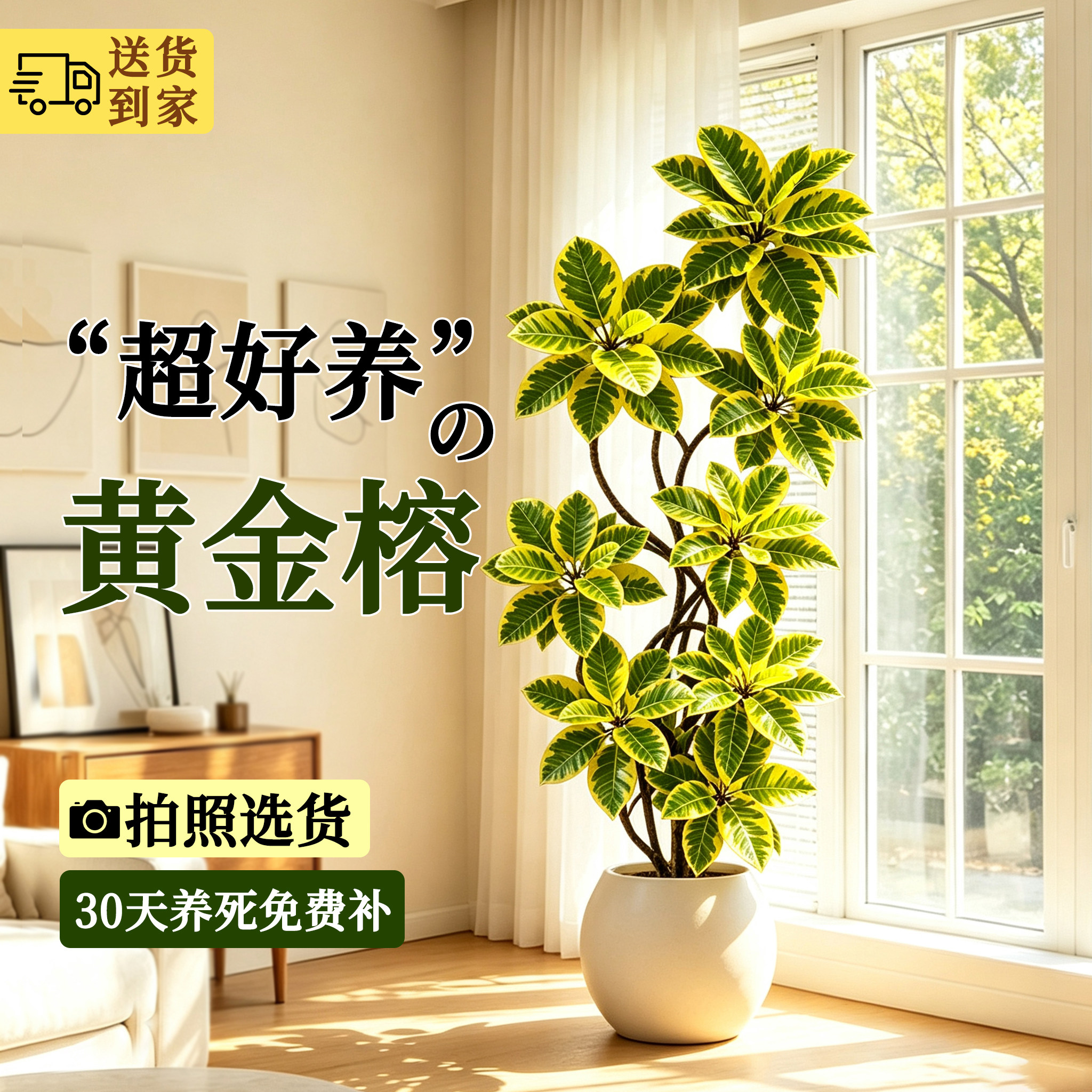 造型黄金榕客厅绿植室内大型盆栽高级感办公室内好养活富贵熔盆景