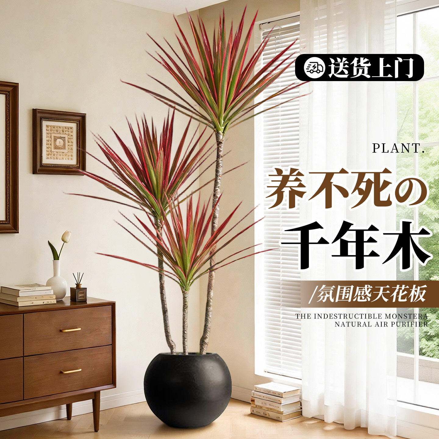 千年木客厅绿植高级感室内大型植物盆栽七彩铁办公室龙血树好养活