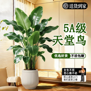 天堂鸟客厅绿植盆栽室内大型植物好养高级感高端大气上档次旺宅树