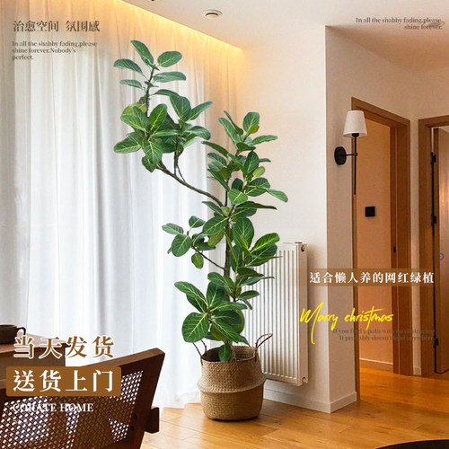 网红孟加拉榕客厅绿植室内落地